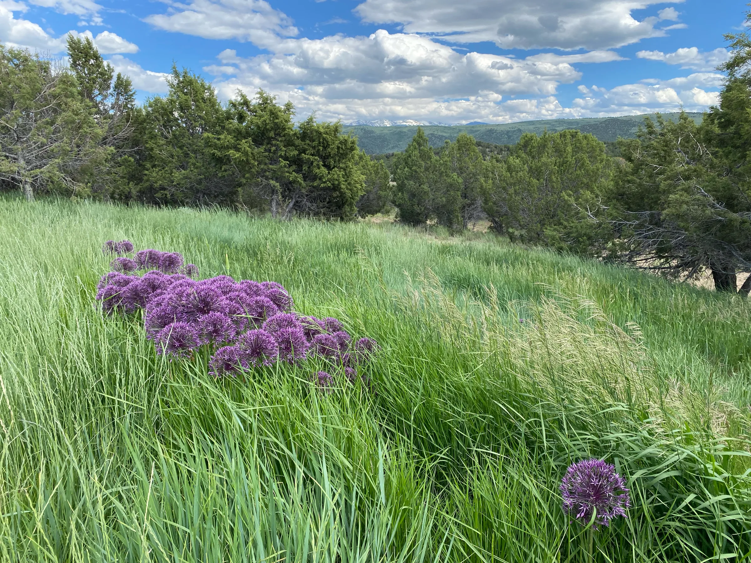 Natural Landscape — gallery photograph 4 of 18