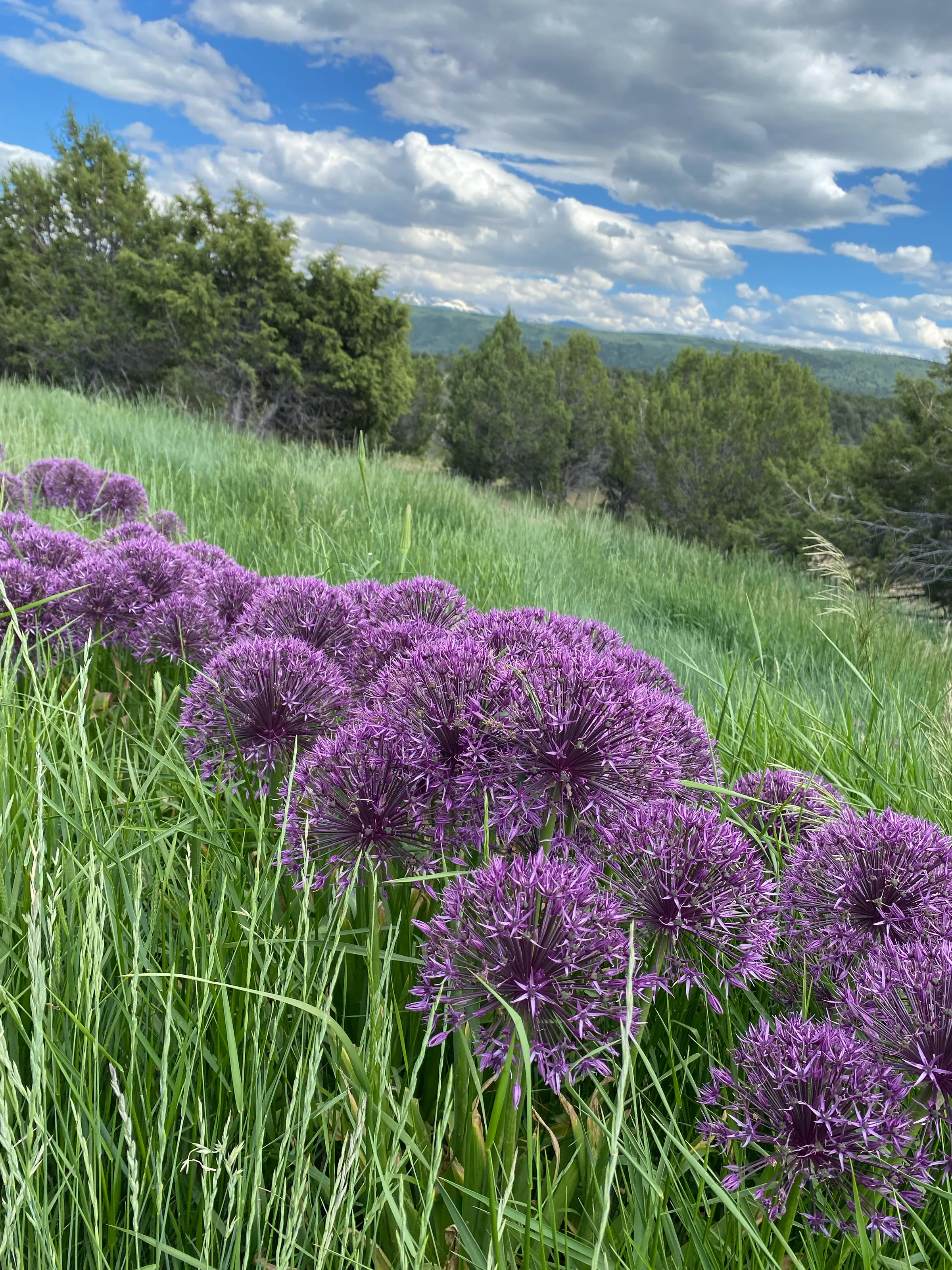 Natural Landscape — gallery photograph 12 of 18