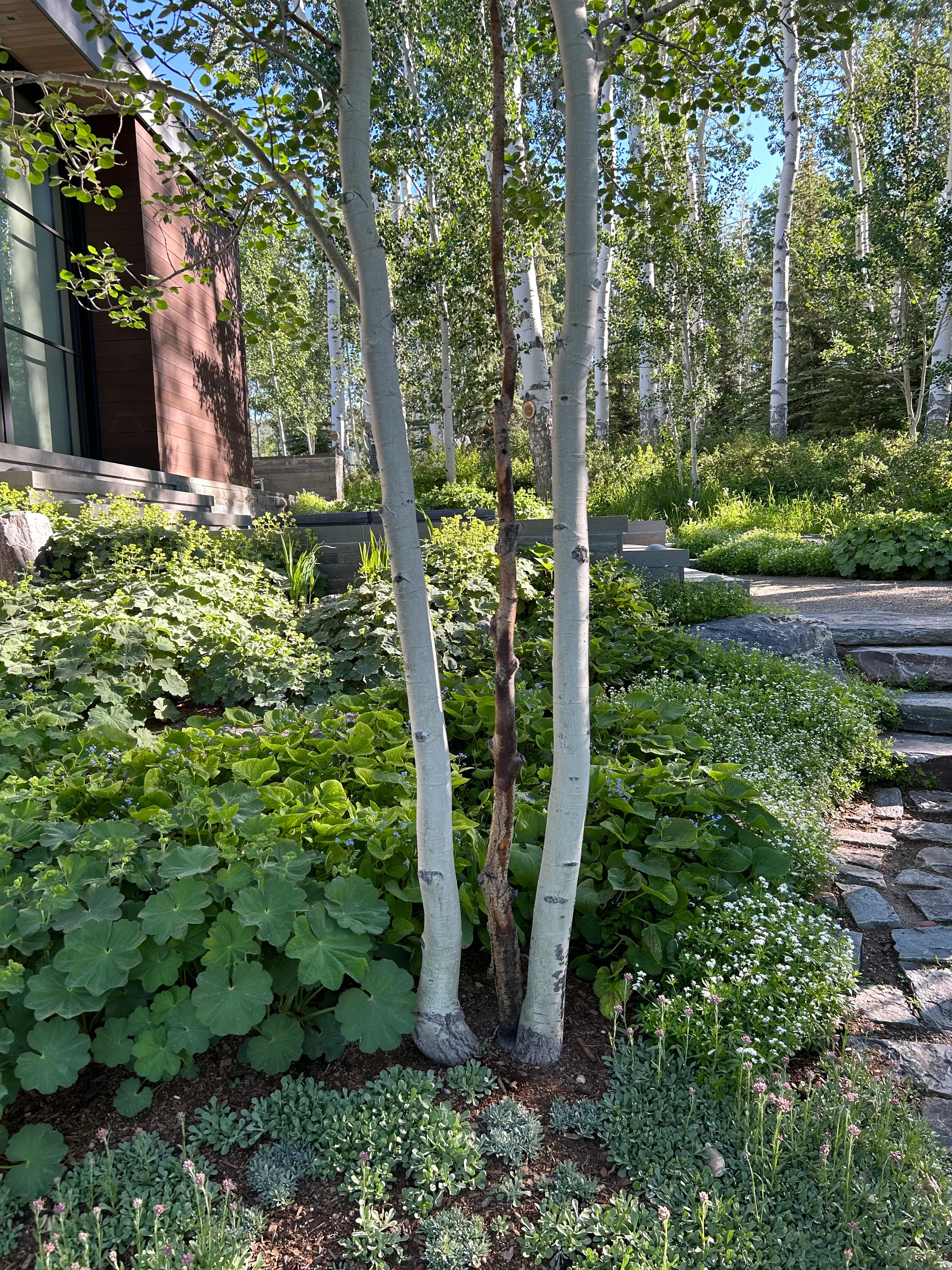 Woodland Threshold — project photograph 6