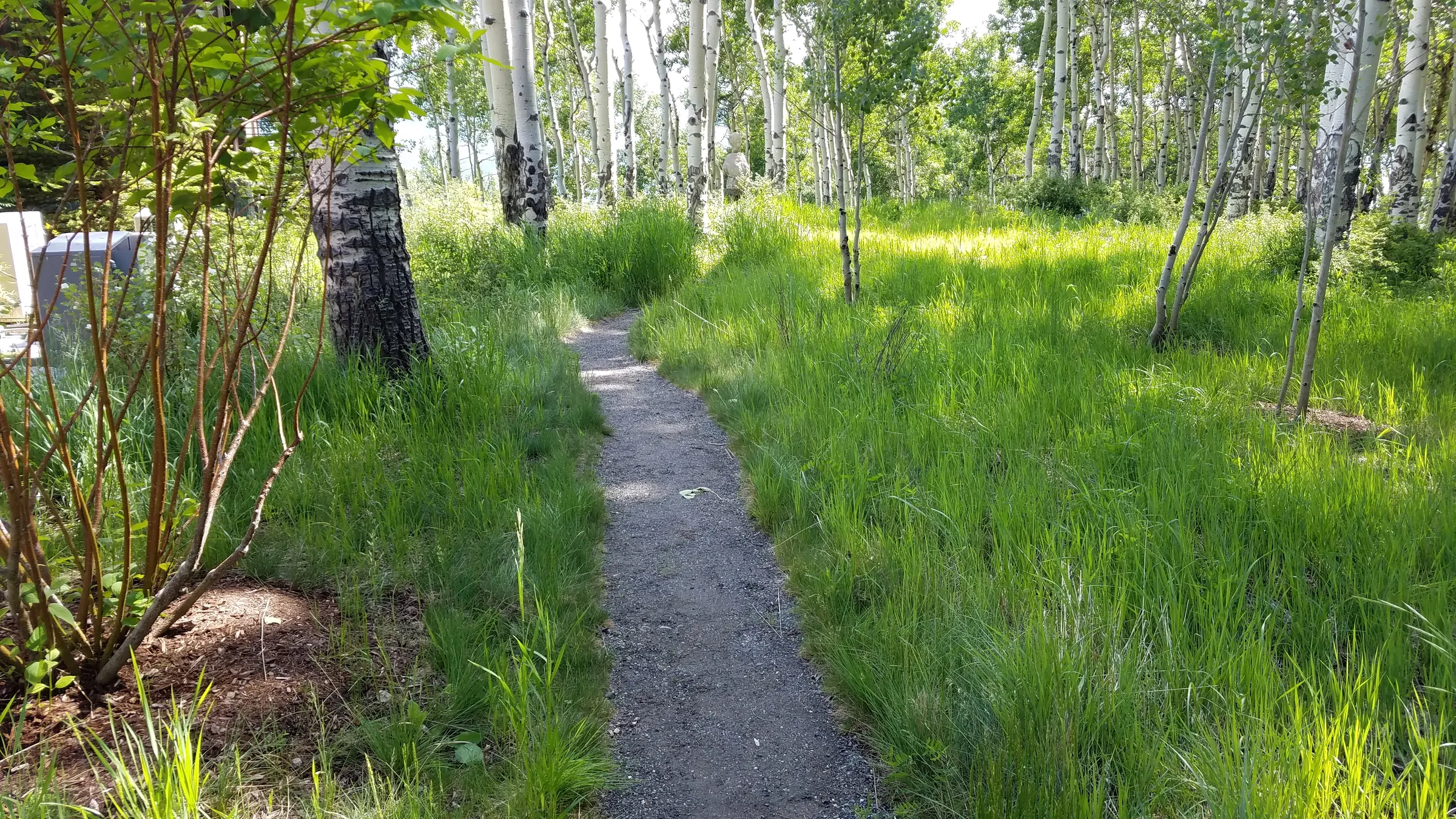Woodland Threshold — project photograph 7